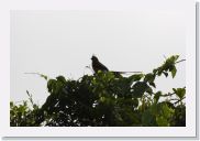 08AkageraAllDayGameDrive - 006 * Speckled Mousebird.